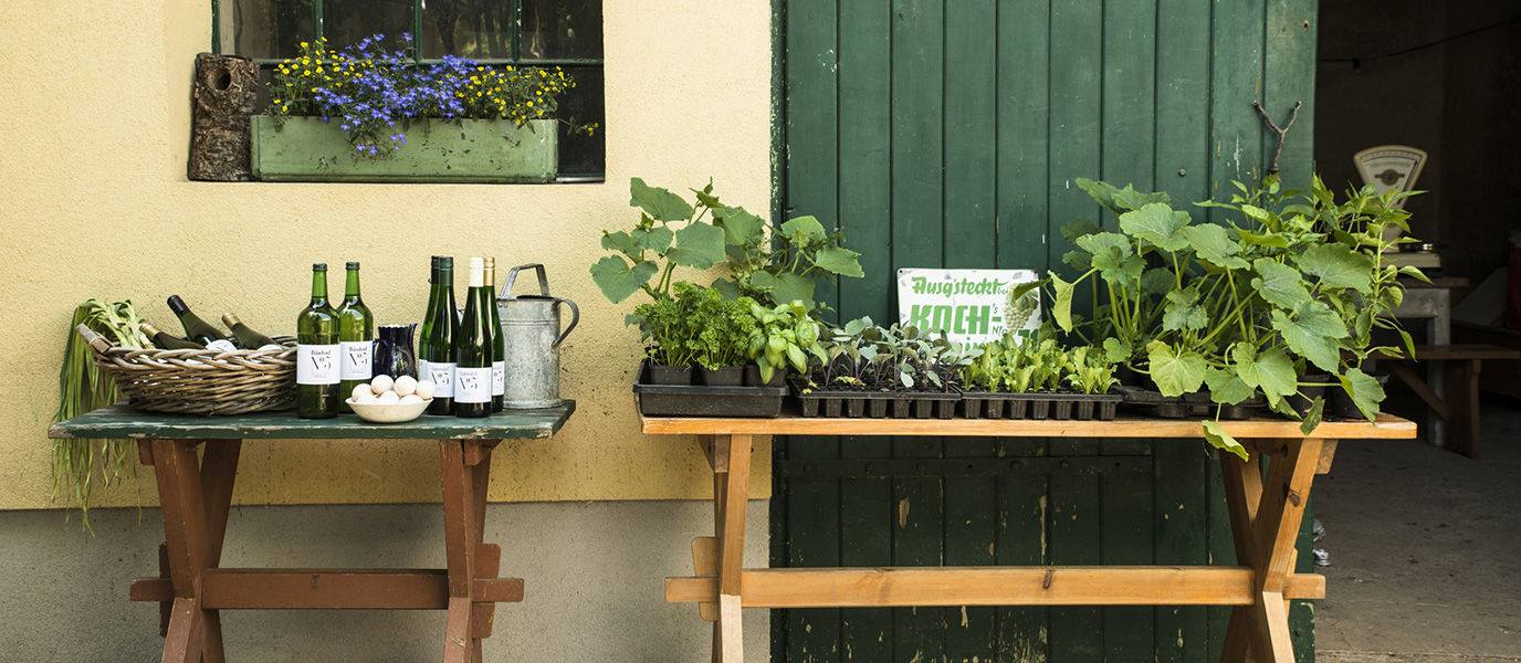Holztisch mit Weinflaschen, Gießkanne und Gemüsejungpflanzen am Biohof.