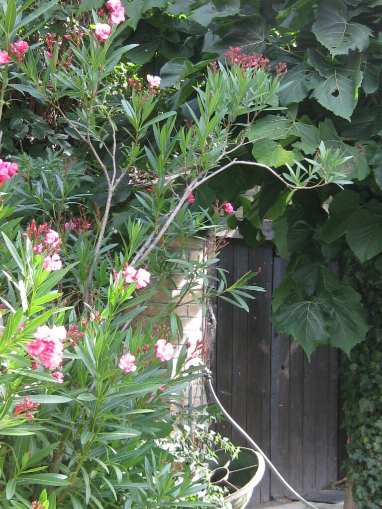 Holztür am Eingang zum Weinkeller mit rosa Oleanderblüten.